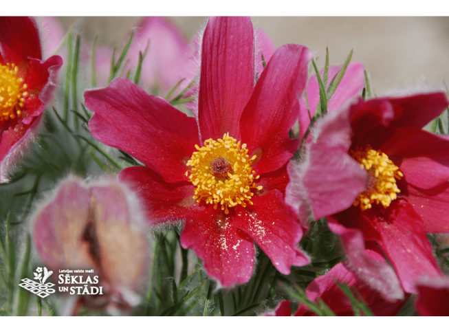 Pulsatilla vulgaris   'Rubra'