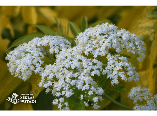 Sambucus nigra   'Aurea'