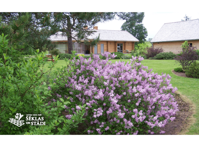 Syringa meyeri   'Palibin'