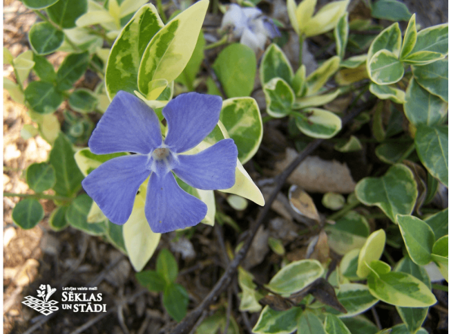 Vinca minor   'Argenteovariegata'
