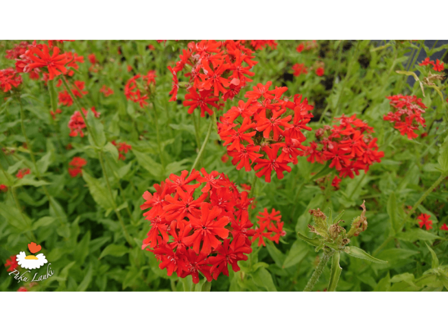 Lychnis chalcedonica