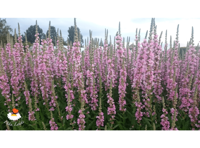 Lythrum salicaria   'Blush'
