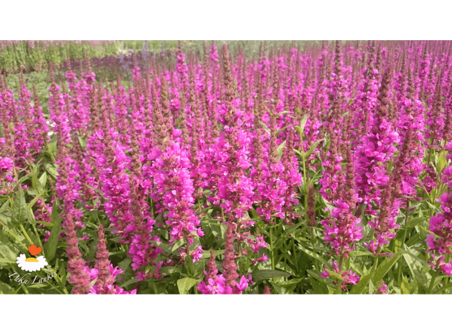 Lythrum salicaria   'Robert'