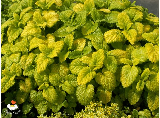 Melissa officinalis   'Gold Leaf'