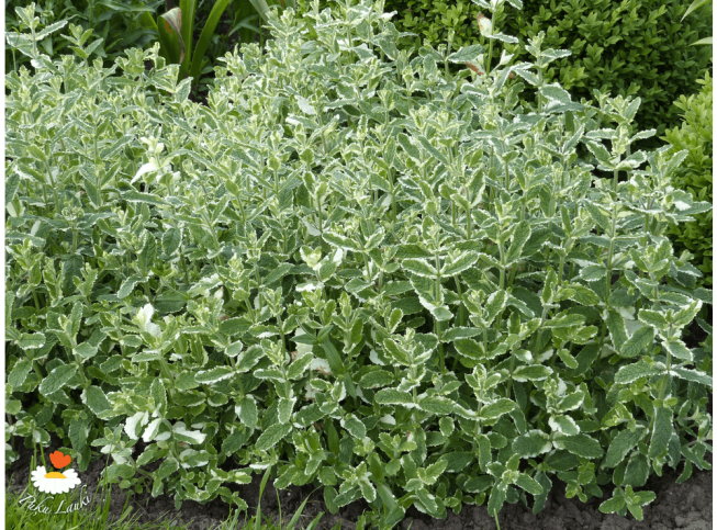 Mentha suaveolens   'Variegata'