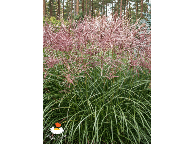 Miscanthus sinensis   'Ferner Osten'