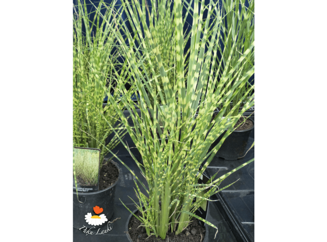 Miscanthus sinensis   'Gold Bar'