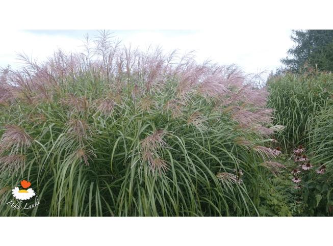 Miscanthus sinensis   'Grosse Fontäne'