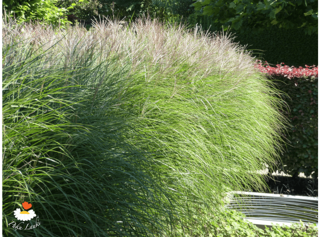 Miscanthus sinensis   'Kleine Silberspinne'