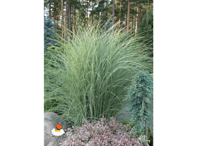 Miscanthus sinensis   'Morning Light'