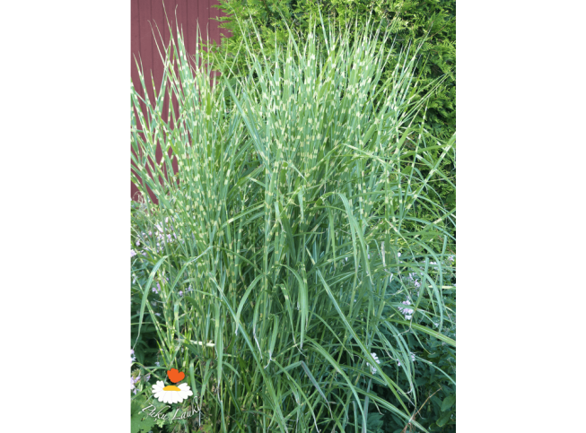 Miscanthus sinensis   'Strictus'