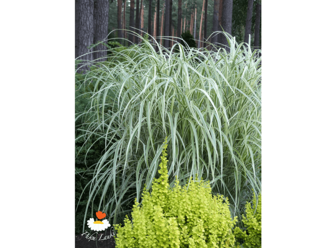 Miscanthus sinensis   'Variegatus'