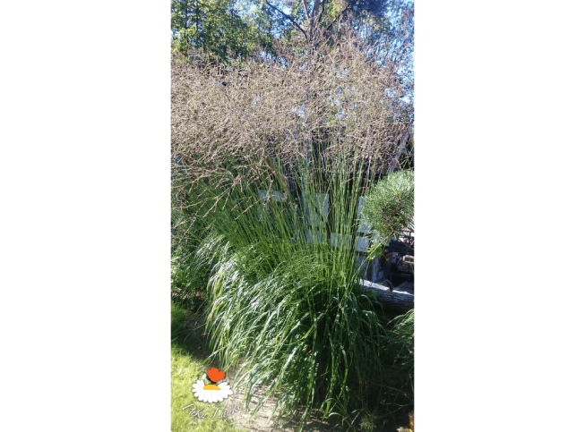 Molinia caerulea ssp. arundinacea   'Karl Foerster'