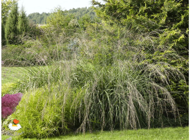 Molinia caerulea ssp. arundinacea   'Transparent'