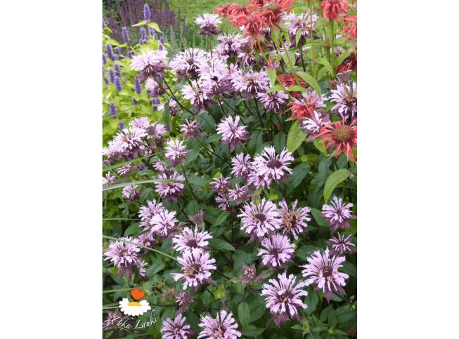 Monarda   'Beauty of Cobham'