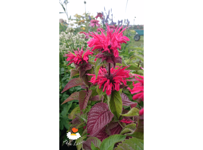Monarda didyma   BEE-HAPPY = 'Mon0001bha'