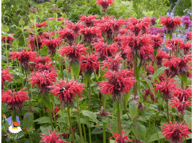 Monarda didyma   'Cambridge Scarlet'