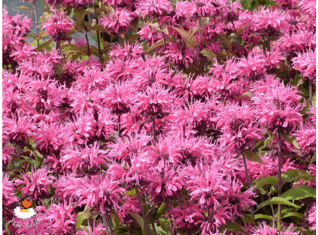 Monarda   'Pink Lace'