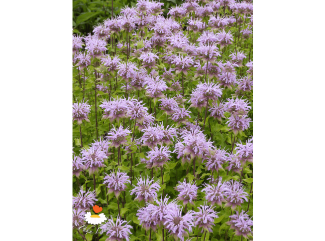 Monarda   'Elsie's Lavender'