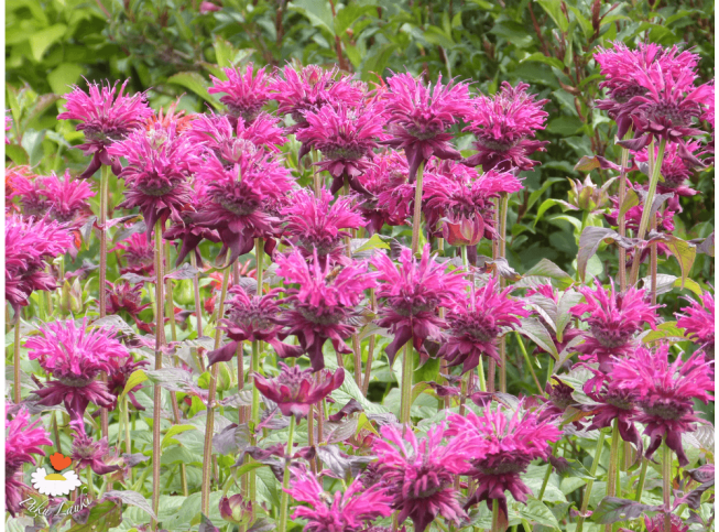 Monarda   'Kardinal'