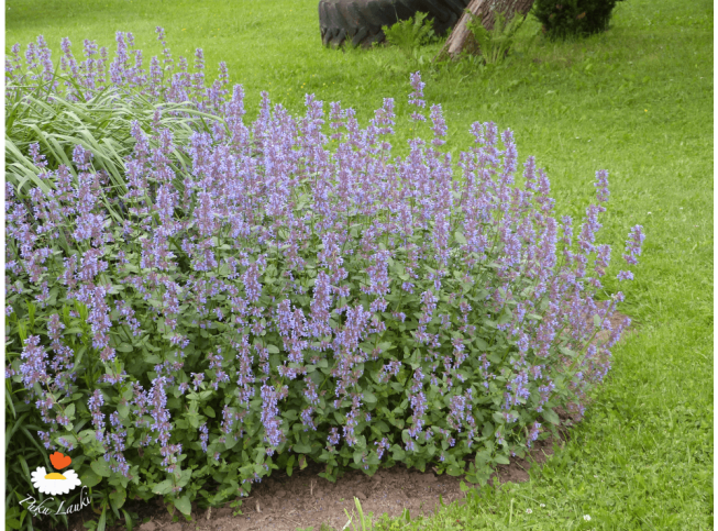 Nepeta grandiflora   'Zinser's Giant'