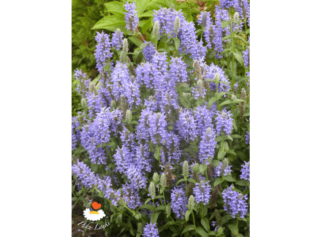 Nepeta nervosa   'Blue Carpet'