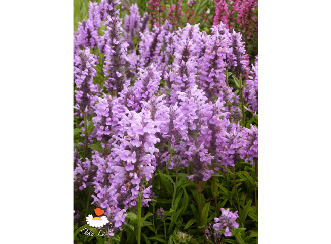 Nepeta nervosa   'Pink Cat'