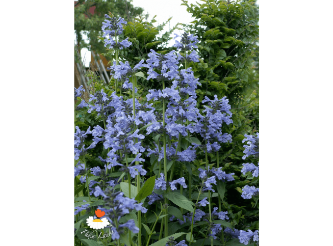 Nepeta sibirica