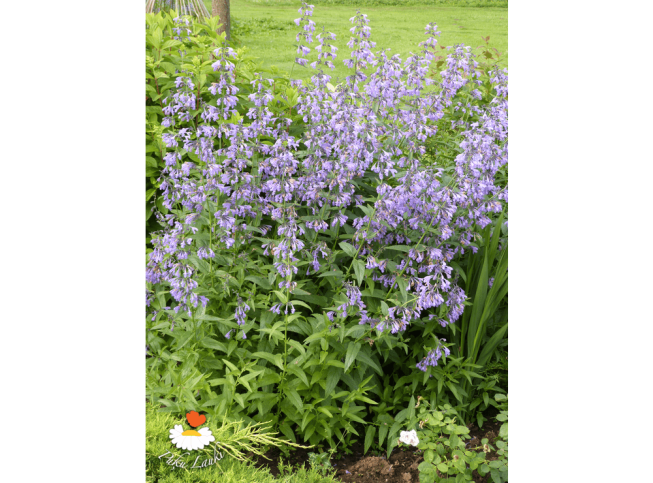 Nepeta sibirica   'Souvenir d'André Chaudron'