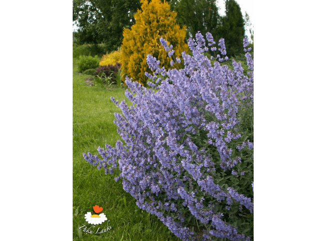 Nepeta racemosa   'Walker's Low'