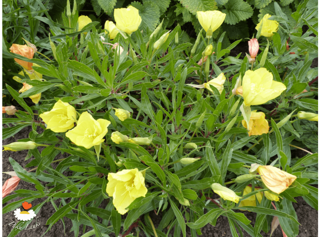Oenothera macrocarpa