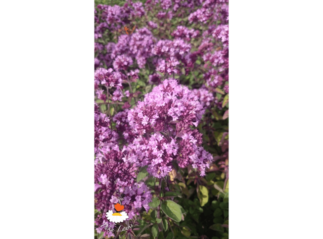 Origanum   'Rosenkuppel'