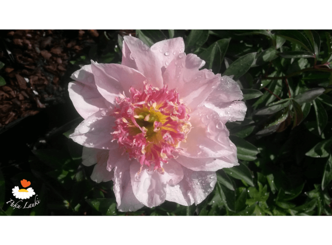 Paeonia lactiflora   'Do Tell'