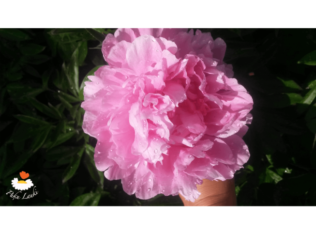 Paeonia lactiflora   'Dr. Alexander Fleming'