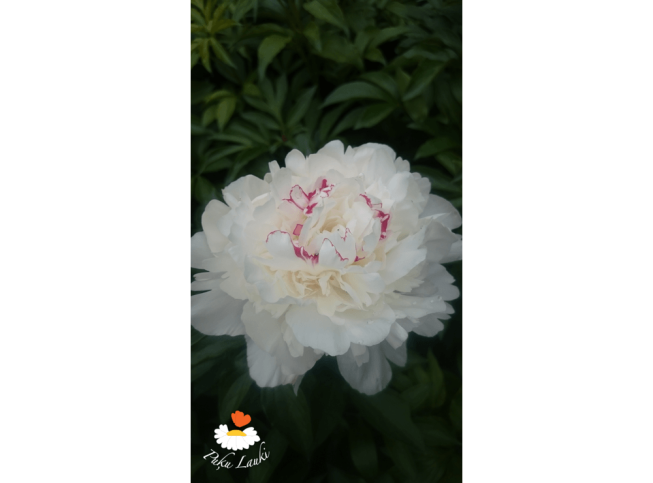 Paeonia lactiflora   'Festiva Maxima'