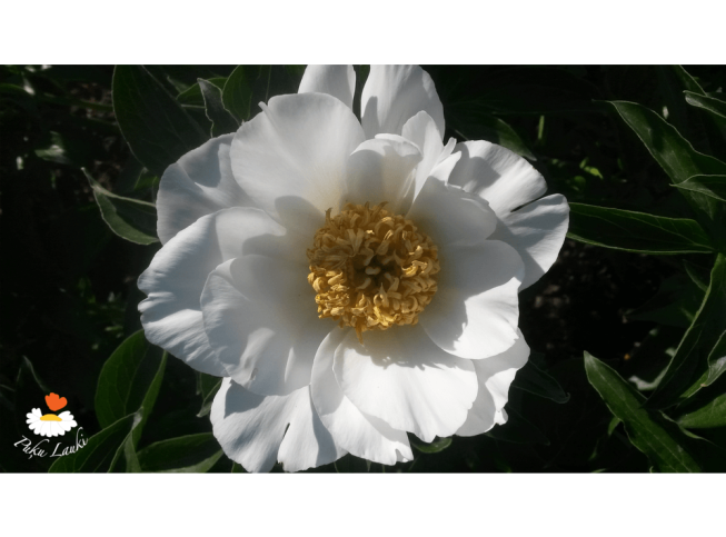Paeonia lactiflora   'Jan van Leeuwen'