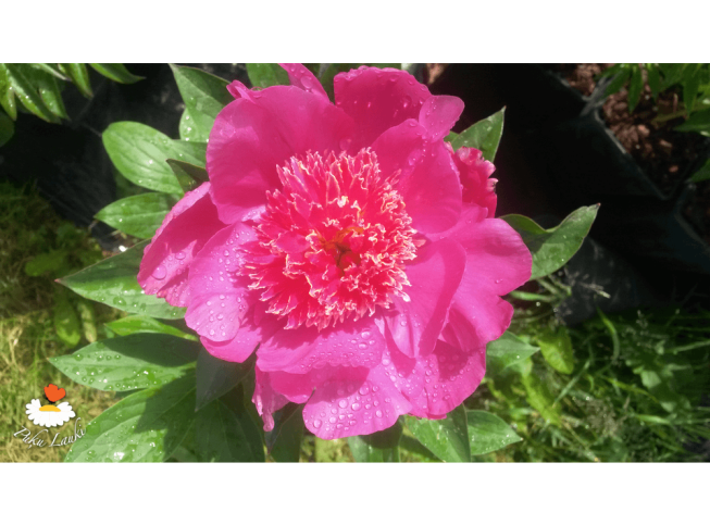 Paeonia lactiflora   'Neon'
