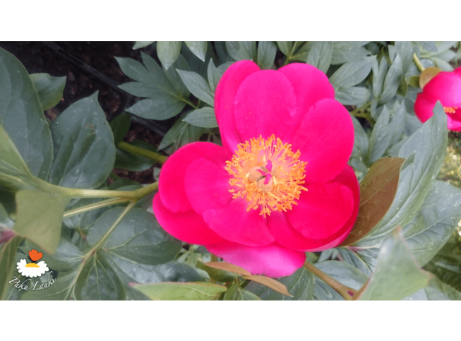 Paeonia   'Flame'