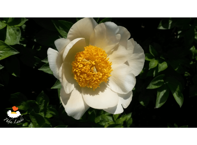 Paeonia   'Moonrise'