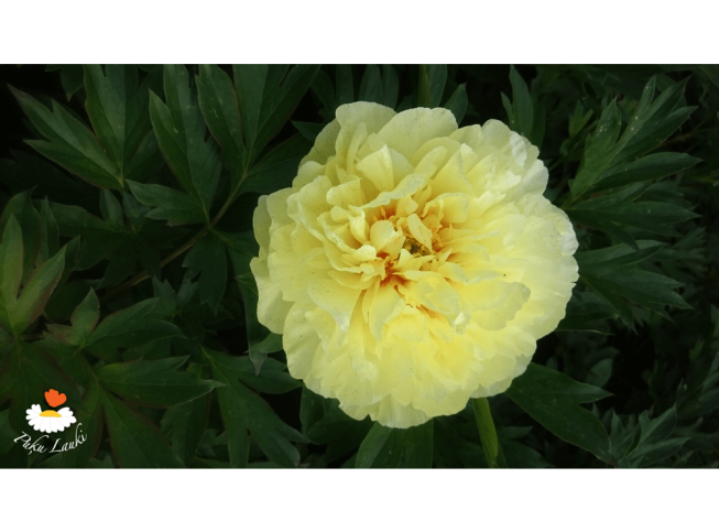 Paeonia   'Bartzella'