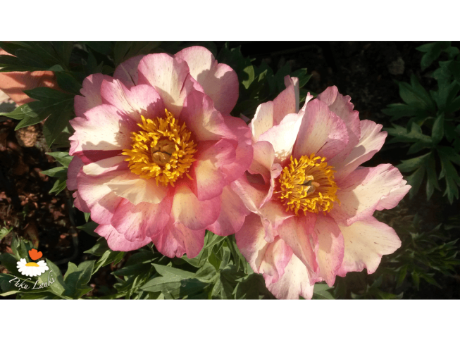 Paeonia   'Hillary'