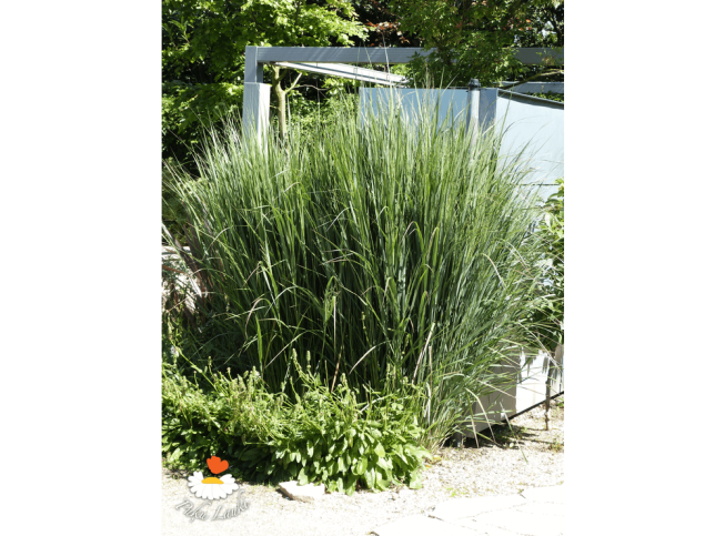 Panicum virgatum   'Northwind'