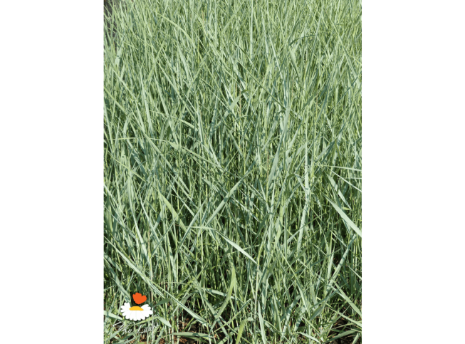 Panicum virgatum   'Prairie Sky'