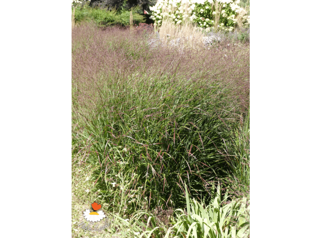 Panicum virgatum   'Rotstrahlbusch'