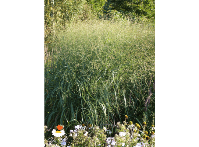 Panicum virgatum   'Strictum'