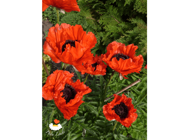Papaver orientale   'Türkenlouis'
