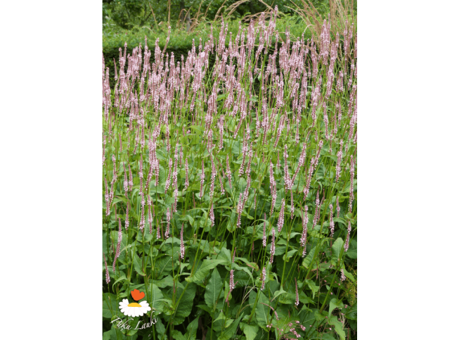 Persicaria amplexicaulis   'Rosea'