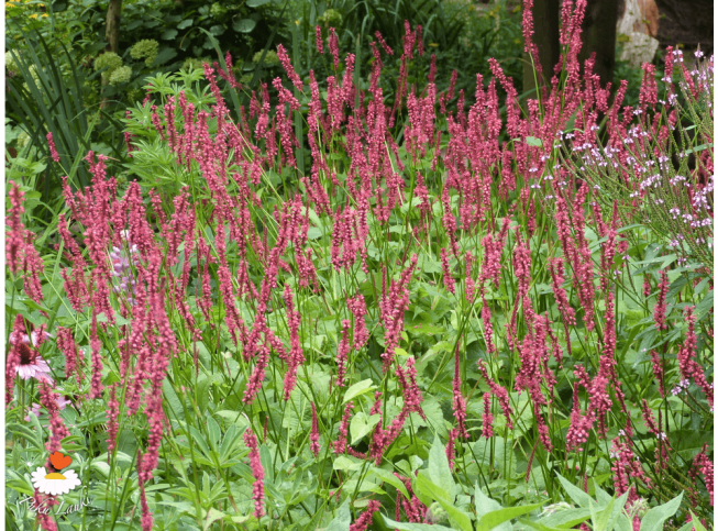 Persicaria amplexicaulis   'Speciosa'