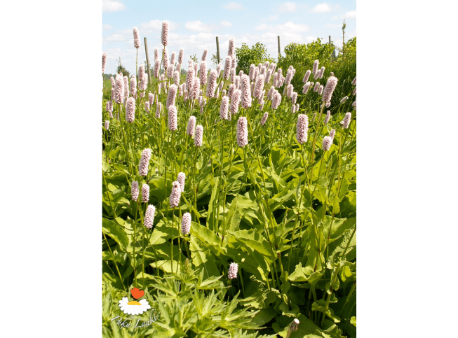 Persicaria bistorta   'Superba'