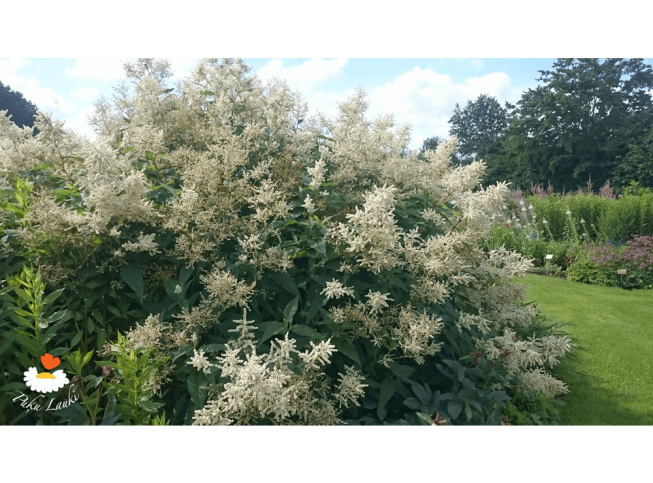 Persicaria polymorpha